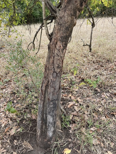 Combretum adenogonium (Four-leaved bushwillow) — photo