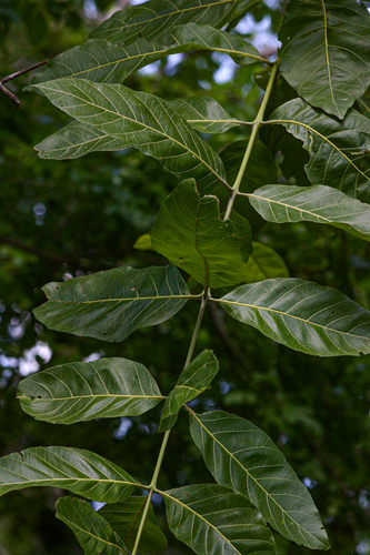 Combretum adenogonium (Four-leaved bushwillow) — photo