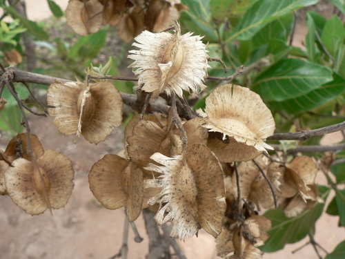 Combretum adenogonium