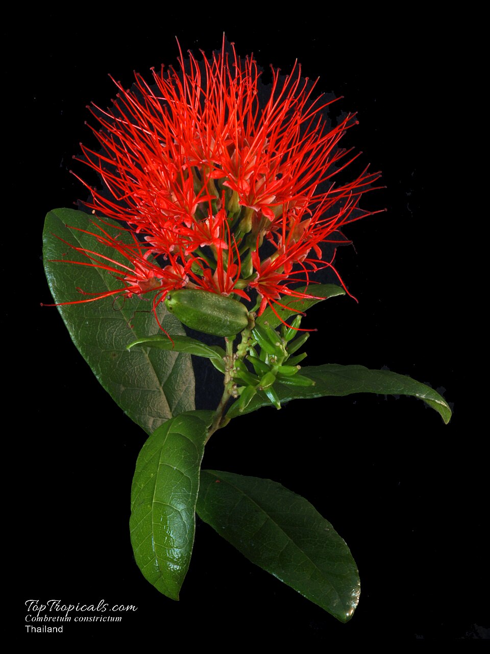 Combretum album