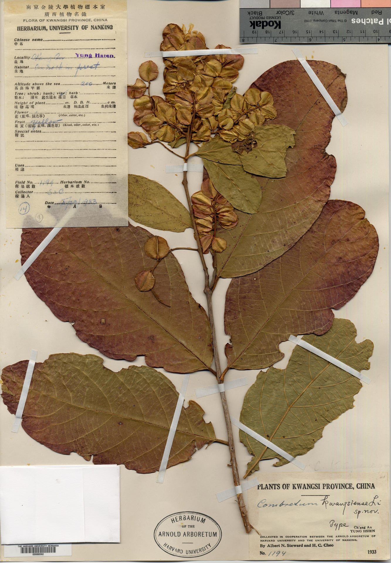 Combretum alfredi