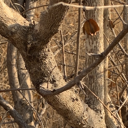 Combretum apiculatum (Red bushwillow) — photo