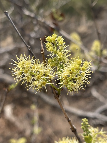 Combretum apiculatum