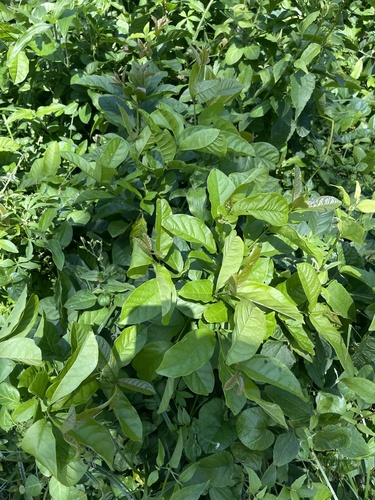 Combretum bracteosum (Hiccough nut) — photo