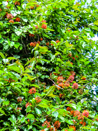 Combretum bracteosum
