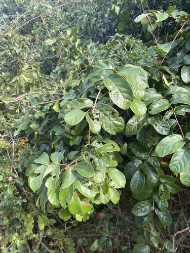 Combretum butyrosum (Butter tree) — photo