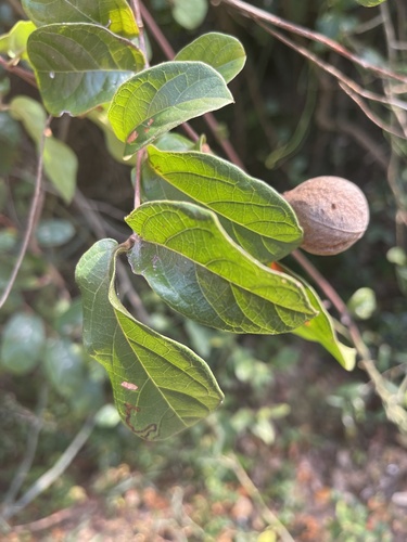 Combretum butyrosum