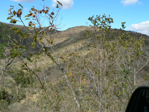 Combretum collinum