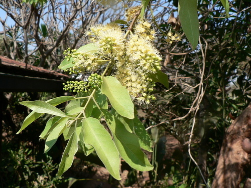 Combretum collinum subsp. gazense