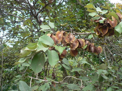 Combretum collinum subsp. geitonophyllum — photo
