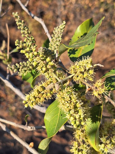Combretum collinum subsp. geitonophyllum — photo