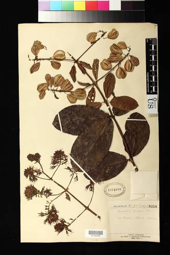 Combretum comosum — photo