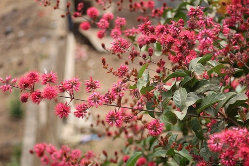 Combretum comosum
