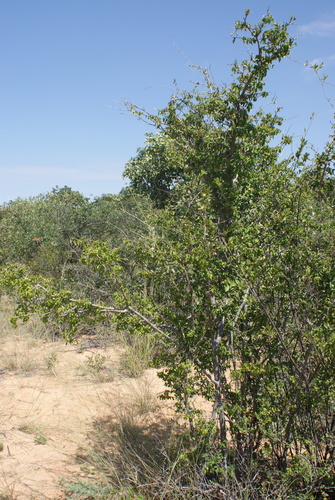 Combretum engleri — photo