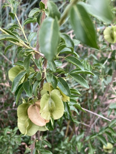 Combretum engleri — photo