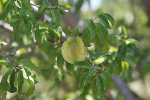 Combretum engleri