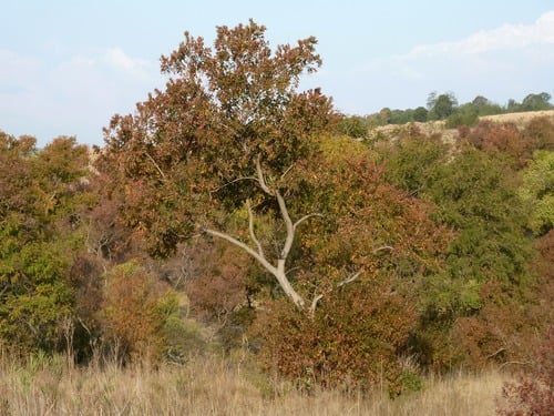 Combretum erythrophyllum (Bush-willow) — photo
