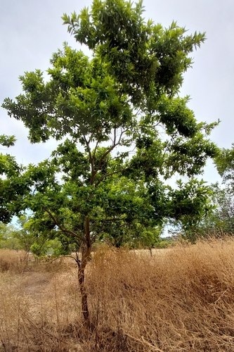 Combretum erythrophyllum (Bush-willow) — photo