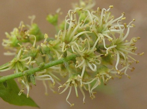 Combretum erythrophyllum
