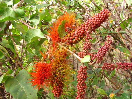 Combretum farinosum — photo