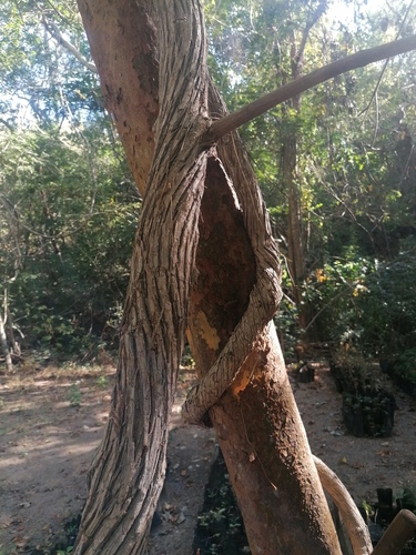 Combretum farinosum — photo