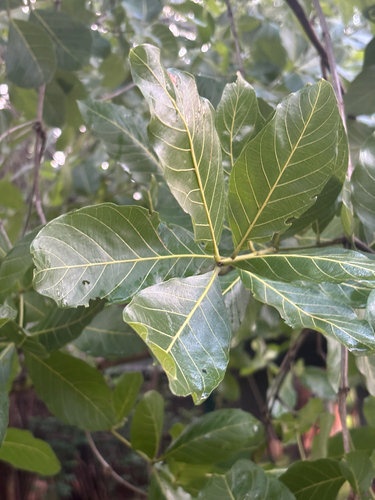 Combretum fragrans — photo