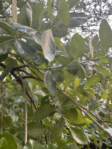 Combretum fragrans — photo