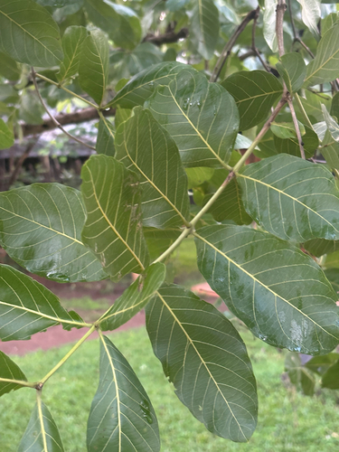Combretum fragrans