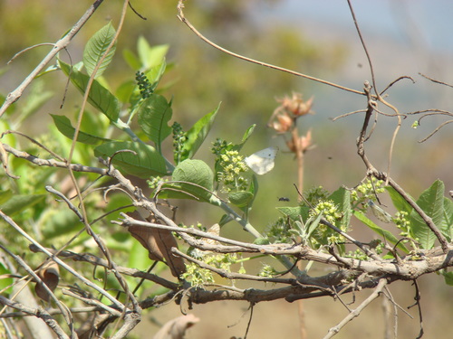 Combretum glutinosum (Kuilinga) — photo