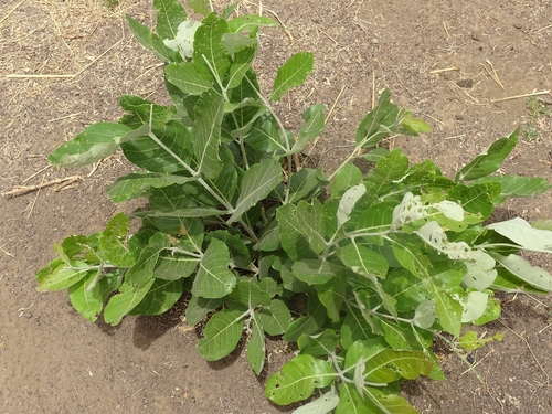 Combretum glutinosum (Kuilinga) — photo