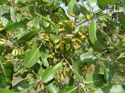 Combretum glutinosum