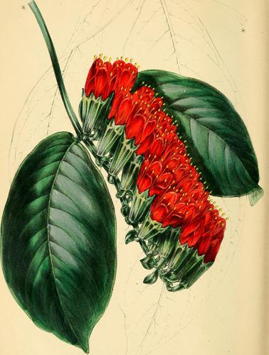 Combretum grandiflorum (Showy Combretum) — photo