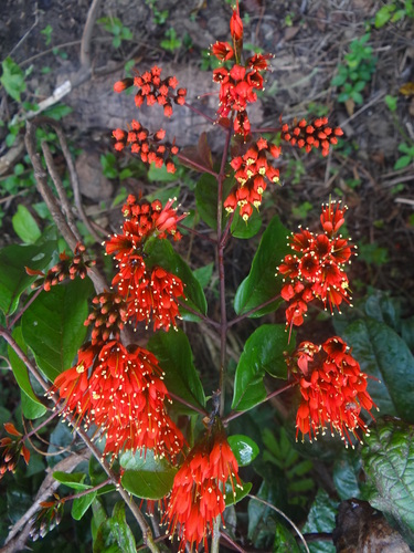 Combretum grandiflorum (Showy Combretum) — photo
