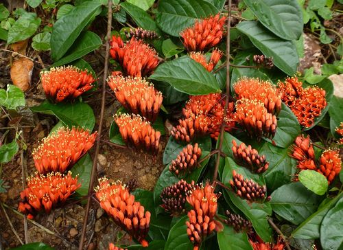 Combretum grandiflorum