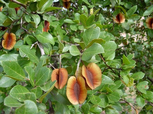 Combretum hereroense (Russet bush-willow) — photo