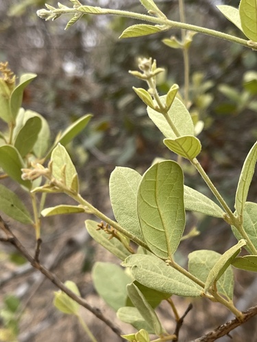 Combretum hereroense (Russet bush-willow) — photo