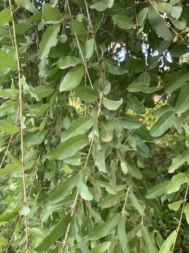Combretum imberbe (Leadwood) — photo