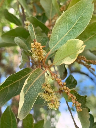 Combretum imberbe