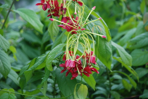 Combretum indicum (Rangoon creeper) — photo