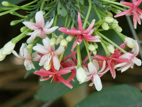 Combretum indicum (Rangoon creeper) — photo