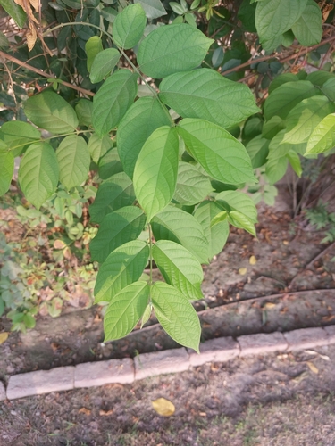 Combretum indicum
