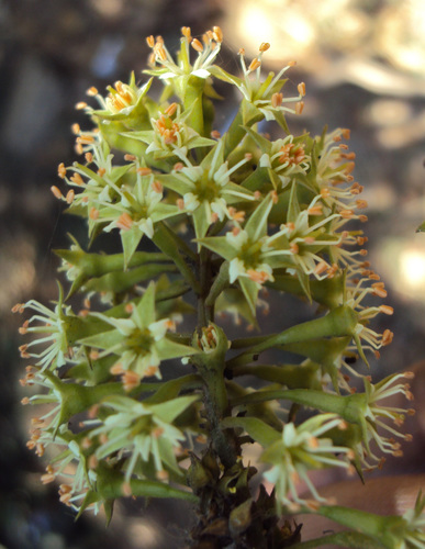 Combretum latifolium (Large leaved climbing bushwillow) — photo
