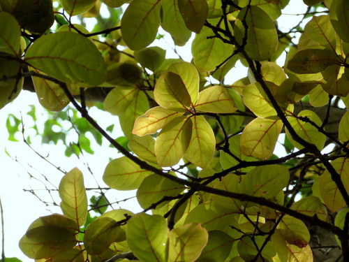 Combretum latifolium (Large leaved climbing bushwillow) — photo