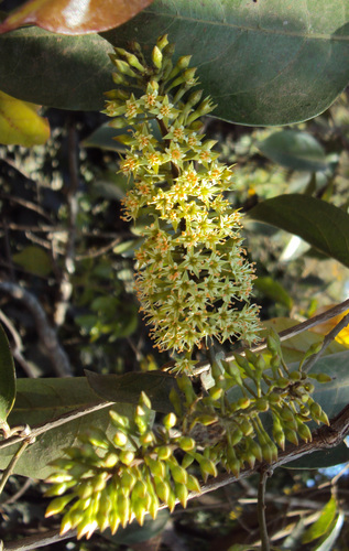 Combretum latifolium