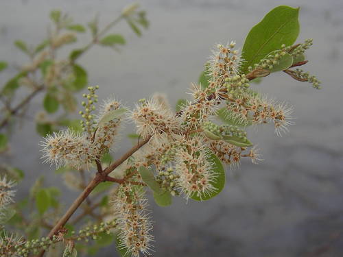 Combretum micranthum — photo