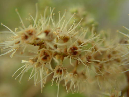 Combretum micranthum