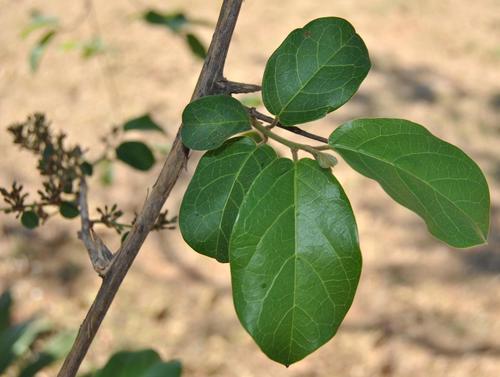 Combretum microphyllum (Forest burning-bush) — photo