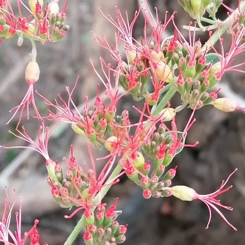 Combretum microphyllum (Forest burning-bush) — photo