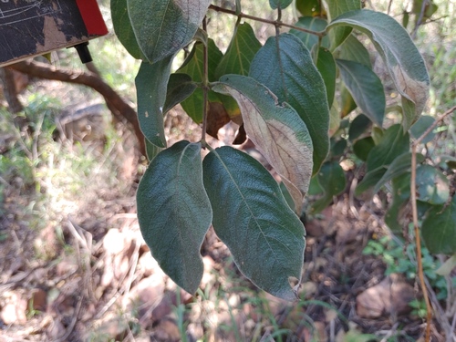 Combretum molle (Velvet bush willow) — photo