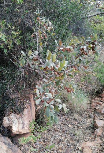Combretum molle (Velvet bush willow) — photo